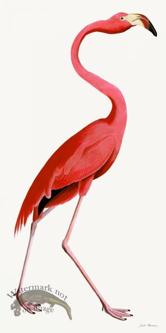 Rudbeck 038 Pink Flamingo 20x40